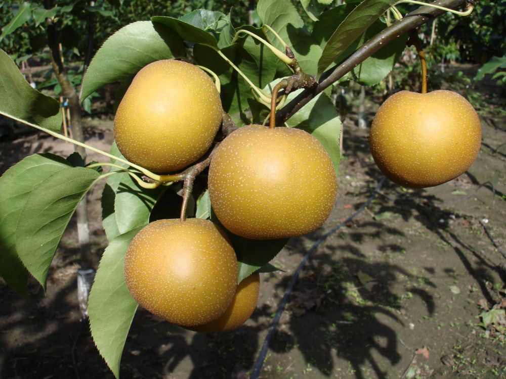 pyrus pyrifolia Chojuro owoce